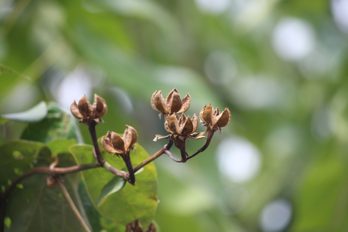 Hibiscus tiliaceus L.